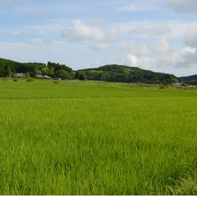 【令和7年産米】　ふっくら大粒　千葉県いすみ市産粒すけ　精米5kg