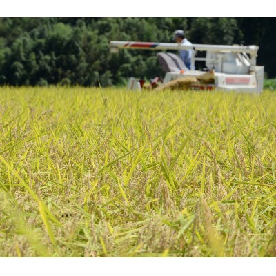 【令和7年産米】千葉県いすみ市産　有機JAS認証コシヒカリ『いすみっこ』　精米4Kg(2Kg×2袋)