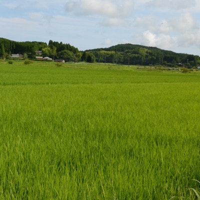 【千葉県いすみ市産】コシヒカリブレンド　精米5kg(5kg×1袋)