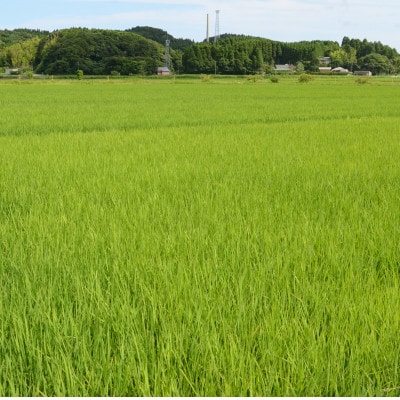 【毎月定期便】千葉県いすみ市産 粒すけ 10kg(5kg×2袋)全3回