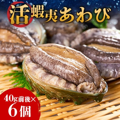 活き蝦夷あわび　6個