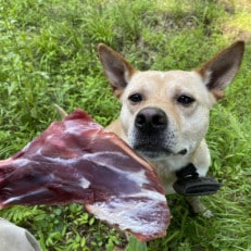 千葉県いすみ市産 キョンのジビエ使用 人も犬も安心して食べられる骨付きジビエ 500g&times;2パック