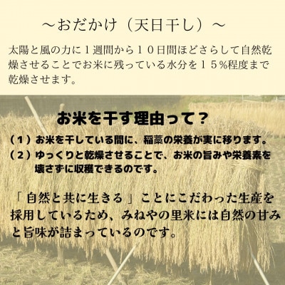 【数量限定】令和6年産　みねやの里米　こしひかり(精米)　5Kg