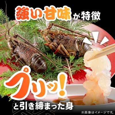 刺身用活〆冷凍伊勢海老420g