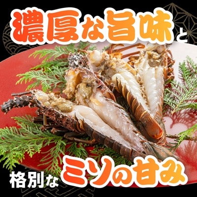 伊勢海老の干物200g×2尾