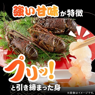 活〆冷凍伊勢海老600g