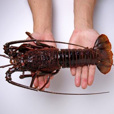 活〆冷凍伊勢海老 1.2kg