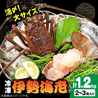 活〆冷凍伊勢海老 1.2kg