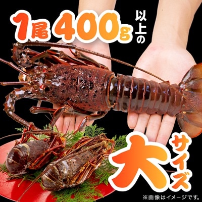 活〆冷凍伊勢海老 1.2kg