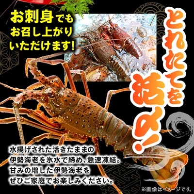活〆冷凍伊勢海老 1.2kg