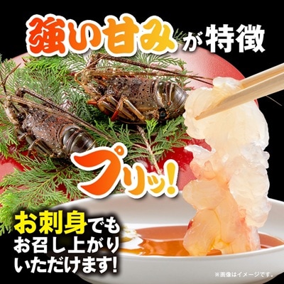 活〆冷凍伊勢海老 1.2kg
