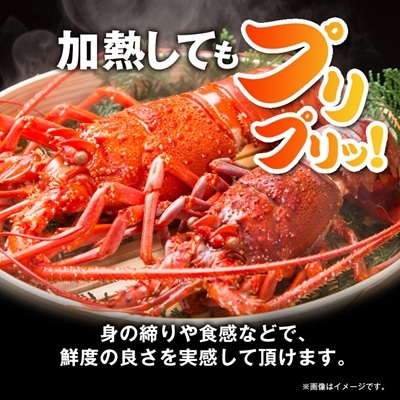活〆冷凍伊勢海老 1.2kg