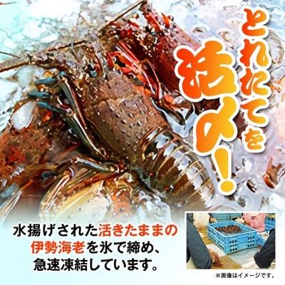 刺身用活〆冷凍伊勢海老900g