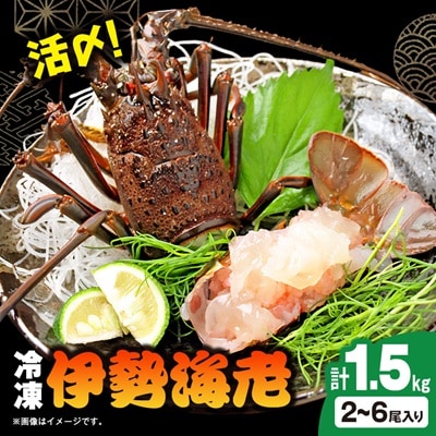 活〆冷凍伊勢海老 1.5kg