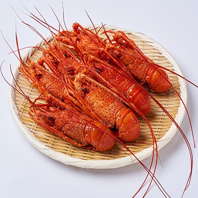 訳アリボイル伊勢海老1kg(約6-9尾入り)