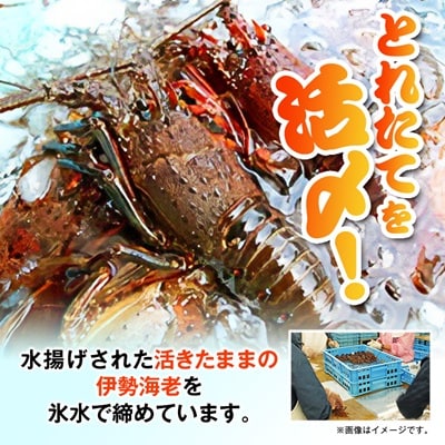 訳アリボイル伊勢海老1kg(約6-9尾入り)