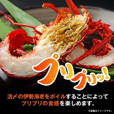 訳アリボイル伊勢海老1kg(約6-9尾入り)