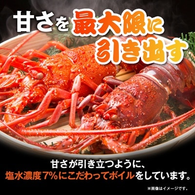 訳アリボイル伊勢海老1kg(約6-9尾入り)