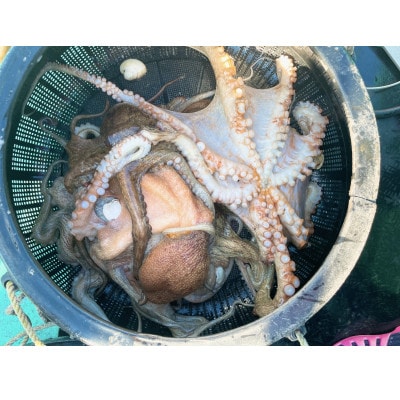 【太東・大原産マダコ】茹で&生セット(合わせて400g以上)