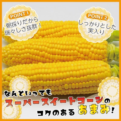 【2024年6～7月出荷】朝どれ!スーパースウィートコーン10本[F2283]