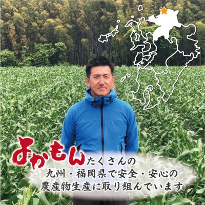 【2024年6～7月出荷】朝どれ!スーパースウィートコーン10本[F2283]