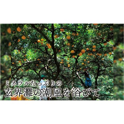【2025年5～6月出荷】JAの夏みかん「潮風甘夏」約5kg[F2222s]