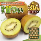 『2025年11月より順次発送』博多甘うぃ(キウイフルーツ)約3.6kg[F2218a]