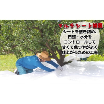 【2026年1月～3月出荷】厳選!むなかたの柑橘ブランド「姫の神」シリーズ約3kg[G2007s]