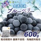急速冷凍!栽培期間中農薬不使用ブルーベリー600g[E2270a]