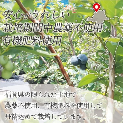 急速冷凍!栽培期間中農薬不使用ブルーベリー600g[E2270as]