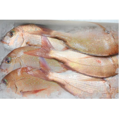 すぐ食べ鯛!!お刺身天然真鯛600g(50g×12)[F0059s]