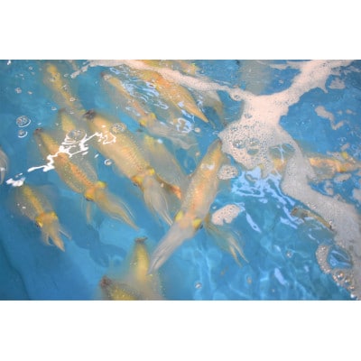 これは食べなイカん!! お刺身アオリイカ600g(50g×12パック)★鮮魚店店長自慢の特製たれ付き