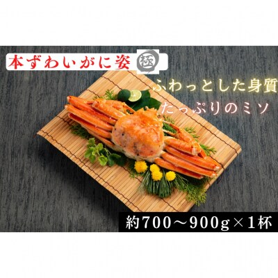 本ずわいがに姿 大型サイズ1杯 | ふるさと納税のお礼品