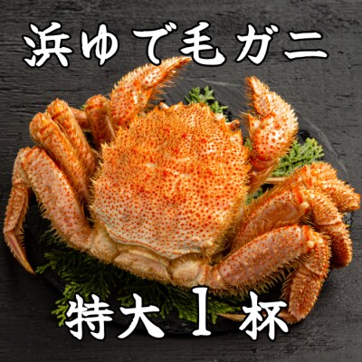 流氷明け浜ゆで毛ガニ　特大1杯