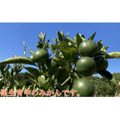 極早生温州みかん　2Sサイズ　4kg　