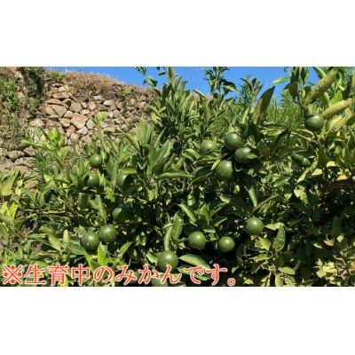 極早生温州みかん　2Sサイズ　4kg　