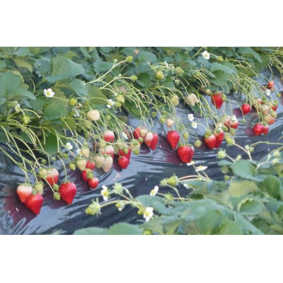 高根沢町産とちおとめ　260g×2パック