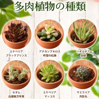 【初心者におすすめ】多肉植物の小苗10本セット(10種類アソート)