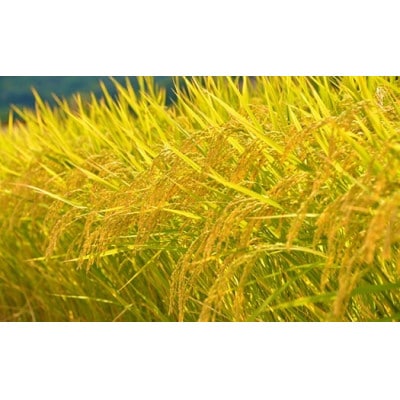 【令和6年産】山梨県市川三郷町産　ヒノヒカリ　5kg(白米)