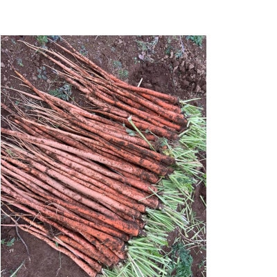 甘くて栄養価豊富な大塚にんじん　2kg(4～5本)