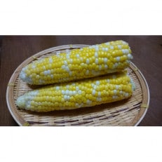 【朝採り】とうもろこし　甘々娘(かんかんむすめ)6本入(約2.5kg) | ふるさと納税のお礼品