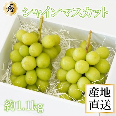Inakakara厳選! 市川三郷産「秀品 シャインマスカット」2房(1房約550g)