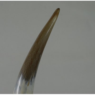 天然牛角(白)　角飾り