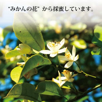 蜜柑園の天然純正蜂蜜720g