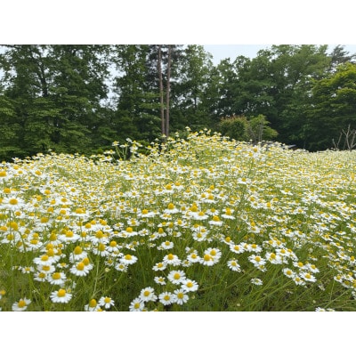 華蜜恋(KAMITSUREN)カモミールエキス100%薬用入浴剤 300ml(医薬部外品)