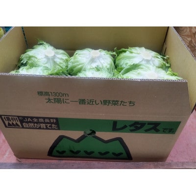 玉レタス12玉セット