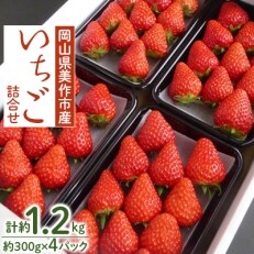 岡山県美作市産　いちご詰合せ(約300g×4パック) | ふるさと納税のお礼品
