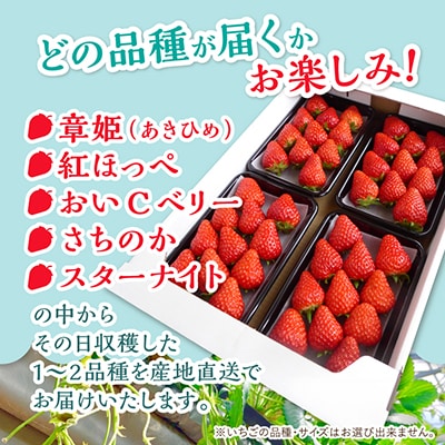 【2026年4月より順次発送】岡山県美作市産　いちご詰合せ(約280g×4パック)