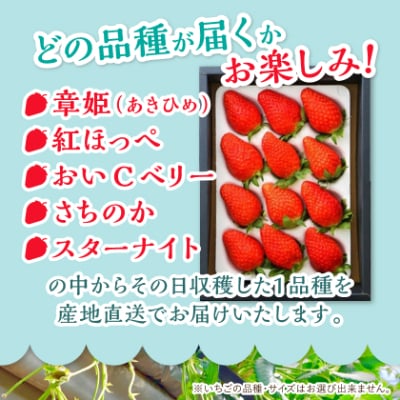 岡山県美作市産　厳選1品種いちご(約400g)