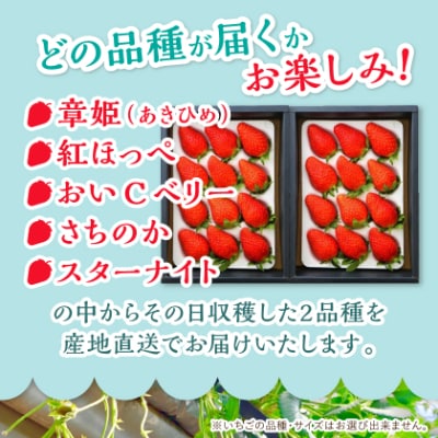 岡山県美作市産　厳選2品種いちご詰合せ(約400g×2パック)